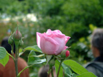 Gertrude Jeckyll