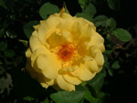 Goldstern