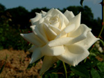 Kaiserin Auguste Viktoria 'Reine Augusta Victoria'