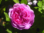 Louise Odier