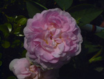 Maidens Blush ('Petite cuisse de Nymphe')