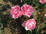 Mme. Caroline Testout