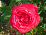 Mme. Victor Verdier