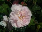 Multiflore de Vaumarcus