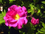 Officinalis (`Apothekerrose`)