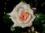 Penny Lane