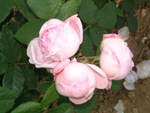 Princess of Wales (HP)