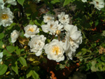 Rambling Rector