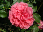 Rosarium Uetersen