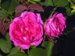 Rose de Resht