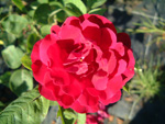 Rose du Roi