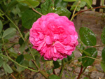 Russeliana
