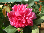 Sophys Rose