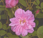 Trigintipetala (`Rose von Kazanlik`)