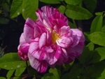 Versicolor