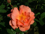 Westerland
