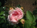 Agathe Incarnata