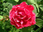 Baron Girod de l'Ain