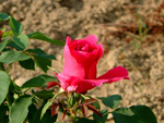 Druschki Rubra