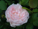 Eglantyne