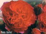 Emillien Guillot