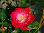 Fairy Red `92
