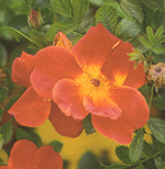 Foetida Bicolor