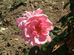 Lady Mary Fitzwilliam