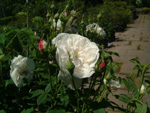 Mme. Hardy