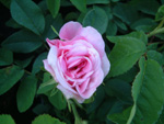 Paeonienrose