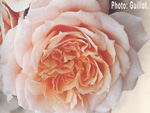 Paul Bocuse