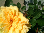 Persian Yellow
