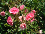 Pink Grootendorst