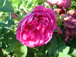 Roseraie de l'Ha�