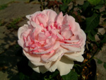 Sharifa Asma