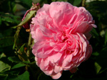 Sophie de Marsilly