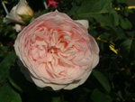 Sweet Juliet