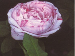 Variegata di Bologna