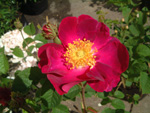 Violacea