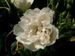 Wei�e Nelkenrose (`White Grootendorst`)
