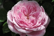 Remontant Rosen - Enfant de France