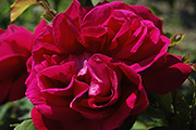 Remontant Rosen - G�n�ral Jaqueminot