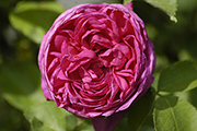 Remontant Rosen - Jules Margottin