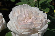 Remontant Rosen - Merveille de Lyon