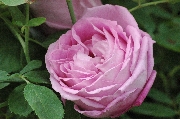 Remontant Rosen - Mrs. John Laing