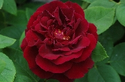 Remontant Rosen - Prince Camille de Rohan