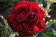 Remontant Rosen - Prince Camille de Rohan
