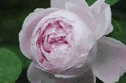 Remontant Rosen - Princess of Wales (HP)