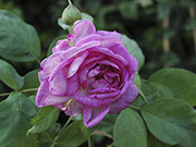 Remontant Rosen - Reine de Violettes - helle Variante