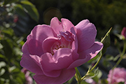 Rosa Borbonica - Adam Messerich